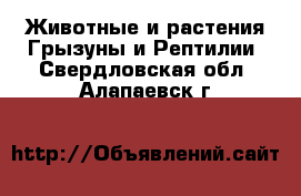 Животные и растения Грызуны и Рептилии. Свердловская обл.,Алапаевск г.